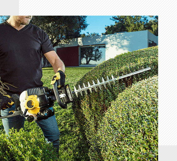 Man trims green bushes with yellow hedge trimmer